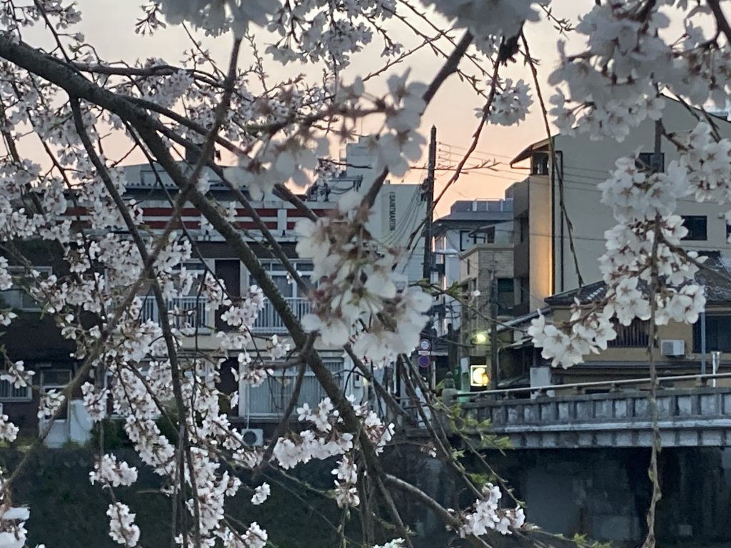 夕暮れ時、鴨川左岸（東側）から正面橋を隔てて 桜の奥に見える「丸福樓」